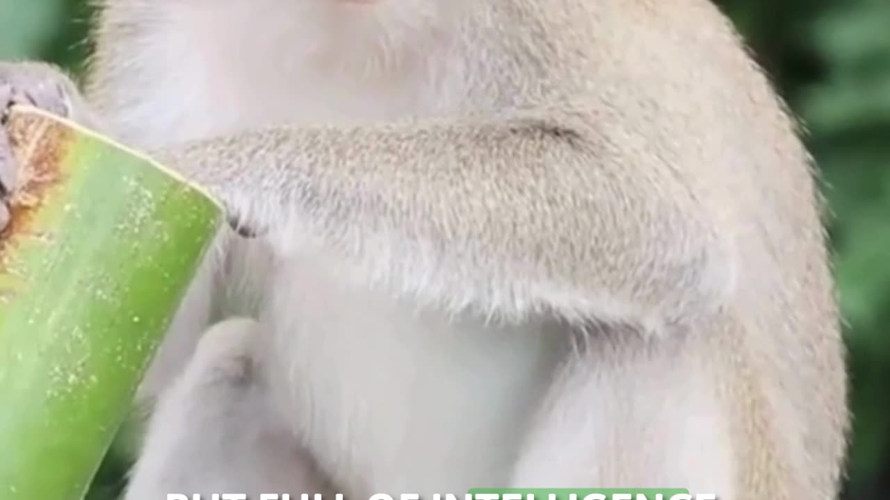 🐒 The Secret Life of Monkeys — Smarter Than You Think!