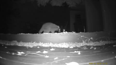 Wildlife Filmed By Haza PR800 Wild Camera, Levagood Area, Dearborn, Michigan, October 10 To 17, 2025