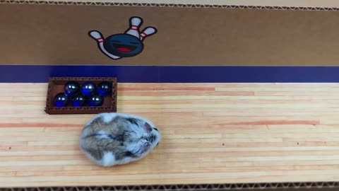 Hamster in the Pop It Maze by Mister Hamster!