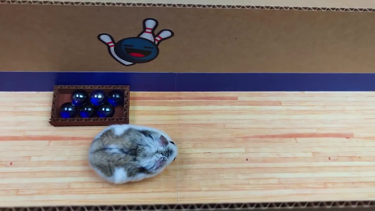 Hamster in the Pop It Maze by Mister Hamster!