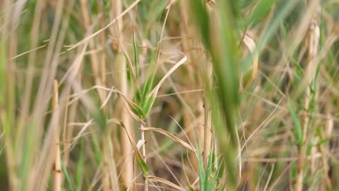 Daytime Countryside Ambience with Crickets 🌿☀️ | Peaceful Nature Sounds for Relaxation & Focus
