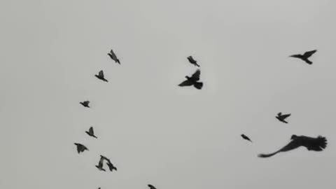 City Companions: The Urban Life of Pigeons"
