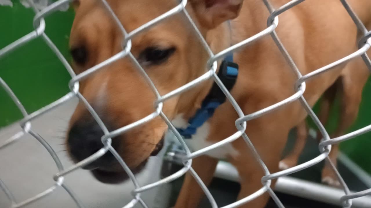 Milo 1y Pet Id 949938 kennel 7b HSSAZ shelter sharing a meal & showing me a little trust 20251121562