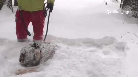 Tiger puppy enjoying the winter wonderland