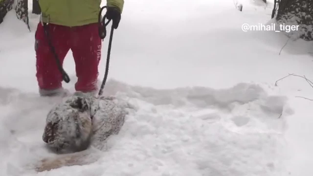 Tiger puppy enjoying the winter wonderland