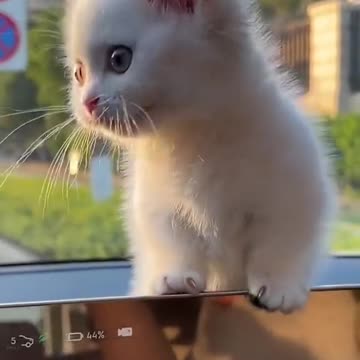 ❤️Funny Cats ❤️2025❤️Animals #shorts #cat #cats #kitten #kittens #kittensofinstagram #kittensmeowing