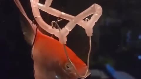 🤯🌊 Fish With Buoyancy Problems Gets Custom Mobility Device! | FeedMyCuriosity