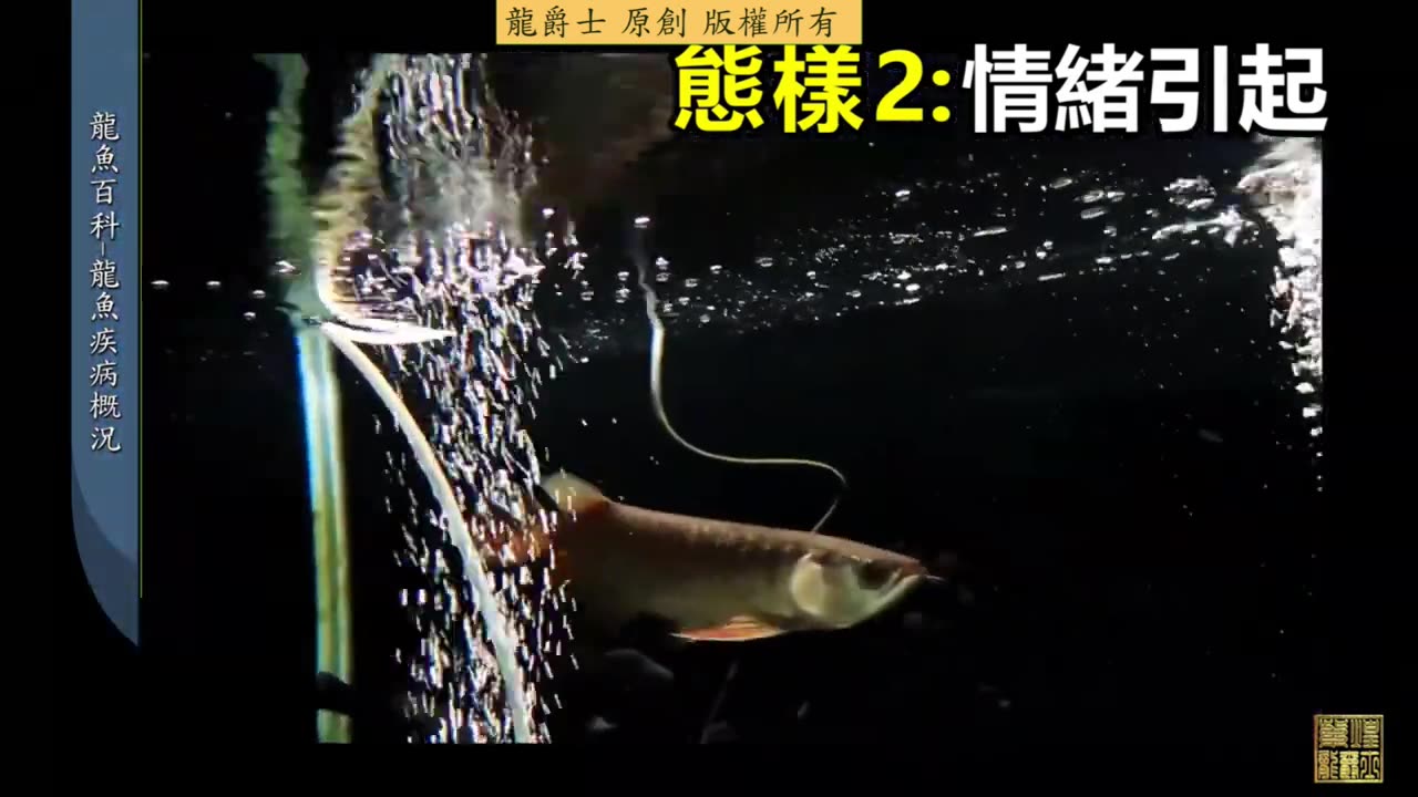 【龍爵士】龍魚百科 龍魚疾病概況