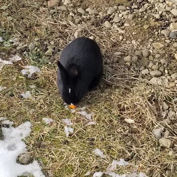 Visiting the swarm out in the snow. #SparklegleamFarm #Bunny #farm #rabbit #farmanimals #cute