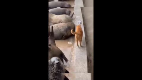 Funny animal videos 2025 - Funny catsdogs - Funny animals