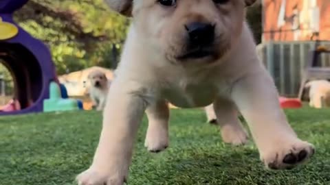The best puppy video to ever exist