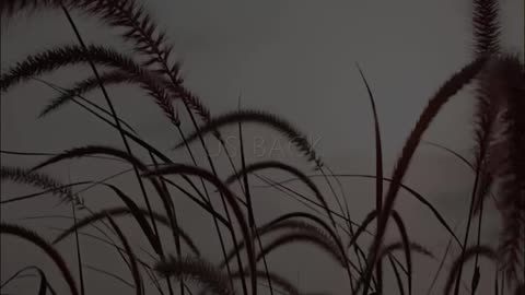 🕊️✨ Prayer for Serenity | Find God's Peace in Your Life | InGodWeTrustDaily