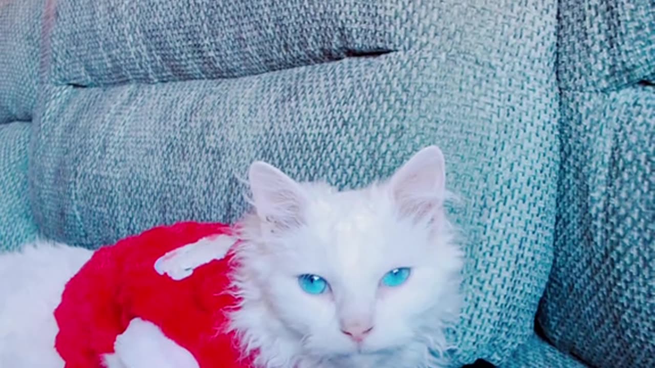 Onyx the white cat in Cat Corner