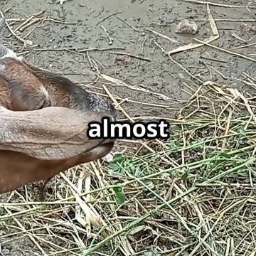 These Animals Could Save Your Life in a Crisis 🐐🥚