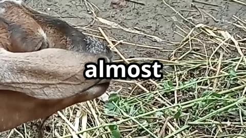 These Animals Could Save Your Life in a Crisis 🐐🥚