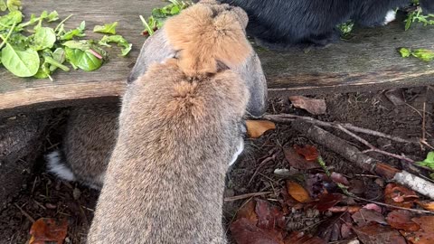 Adorable Bunny Moments That Will Melt Your Heart!