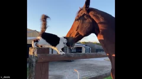 Your Daily Dose of Pets - The Tables Have Turned