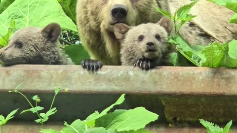 Momma Bear and Two Cubs Spotted by Road