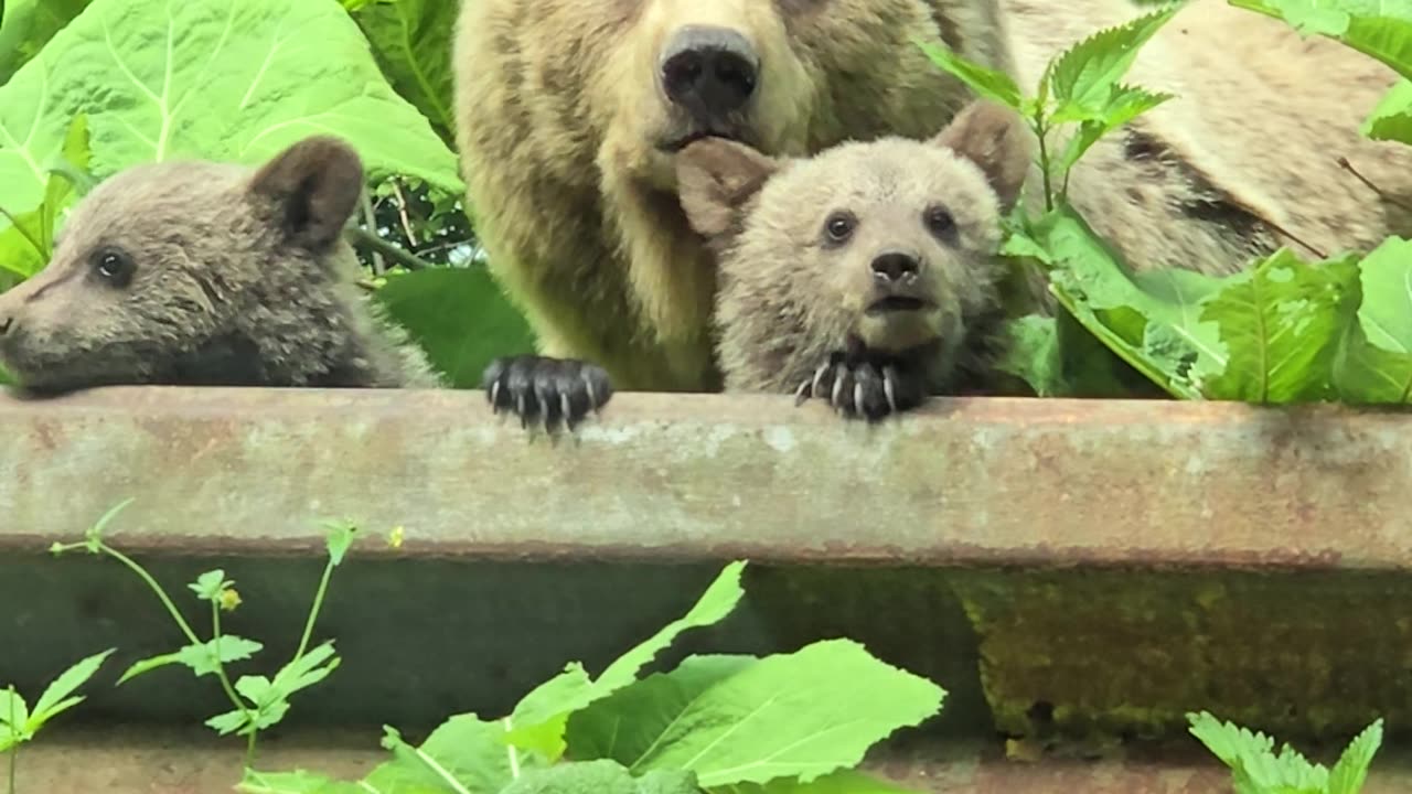Momma Bear and Two Cubs Spotted by Road