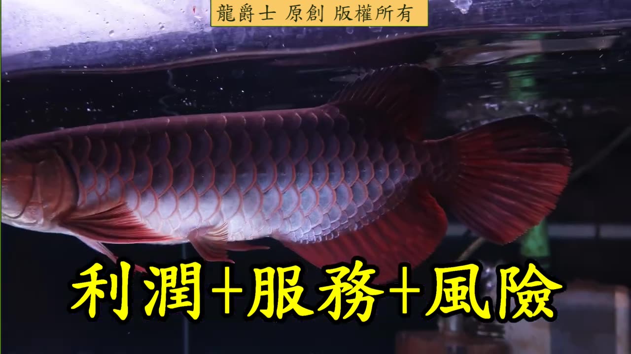 【龍爵士】龍魚百科 龍魚不養了 怎麼辦