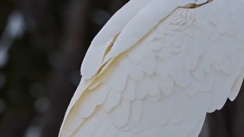 Albino Bald Eagle 🦅