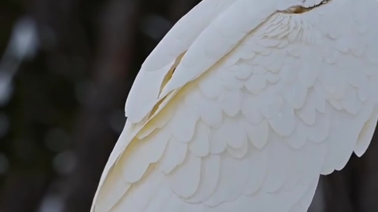 Albino Bald Eagle 🦅