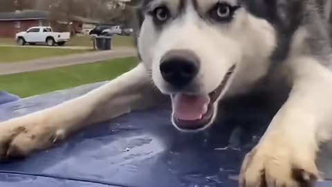 Dog's Comedy Videos 🤣 so cute videos 😍 funny videos in puppies comedy scenes 😂