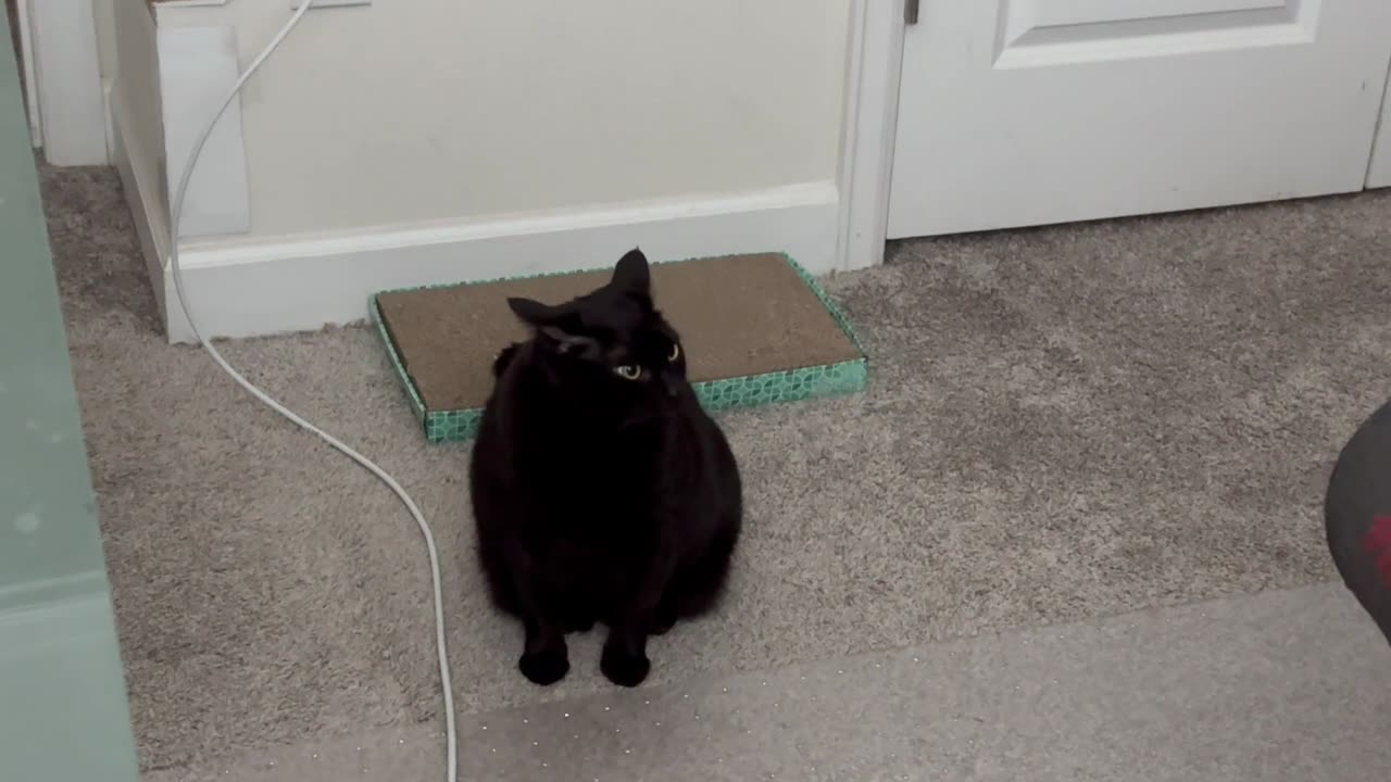 Cute Precious Piper is Being a Traffic Cone - Adopting a Cat from a Shelter Vlog