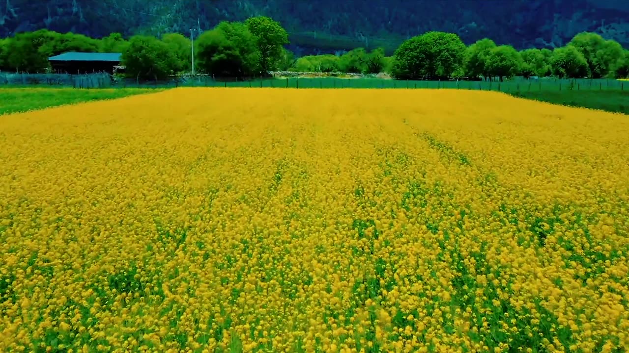 A Golden Sea of Flowers