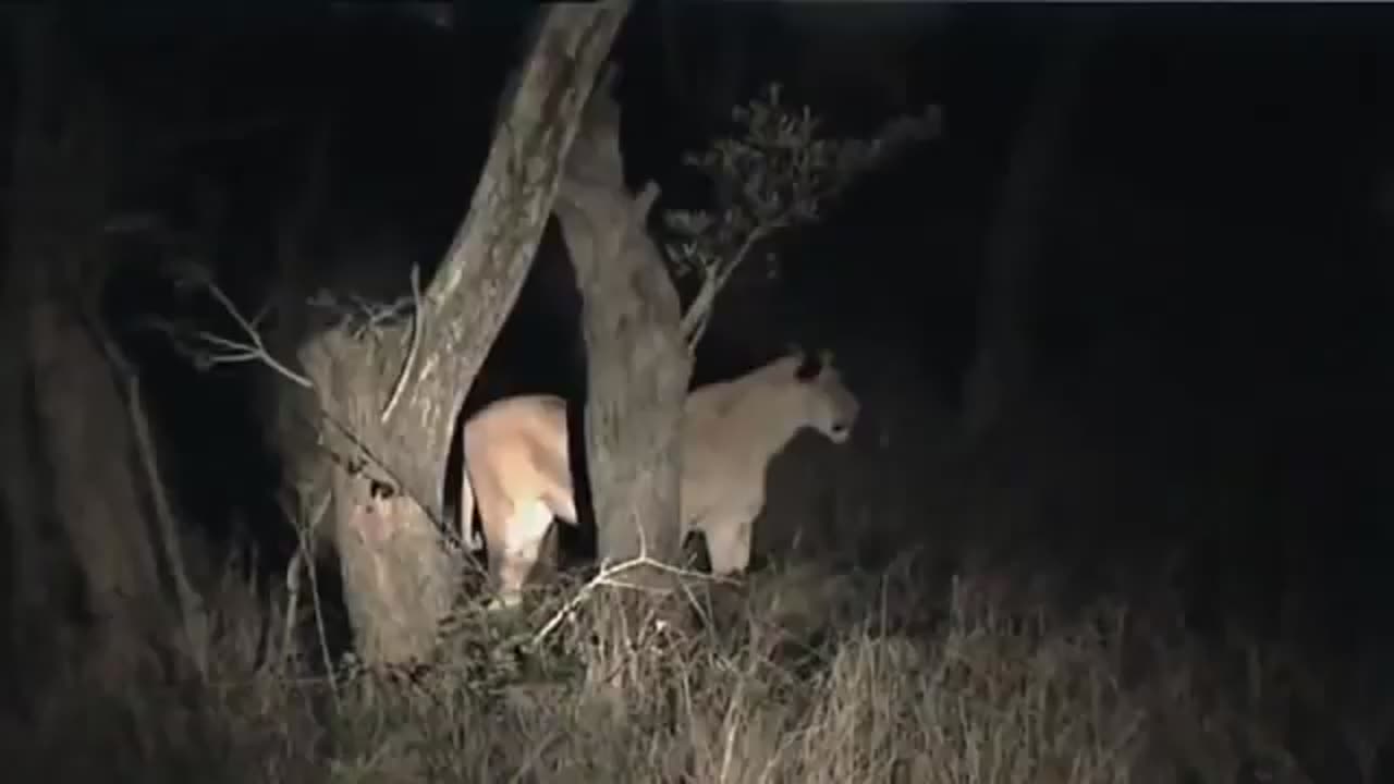 AFRICAN LIONS !! NAT GEO WILD !!!!