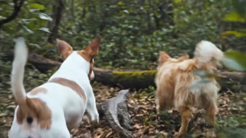 Billy and Sol Unleashed: The Cutest and Craziest Dog Antics Ever