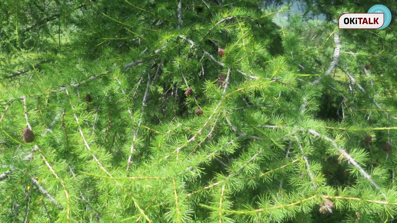 OKiTALK.news – Wie Heilungen durch die Lehre Bruno Grönings auch für Sie möglich werden könnte – 20.10.2025