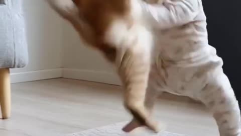 Baby fight with cat