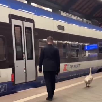 The goose he had forgotten behind