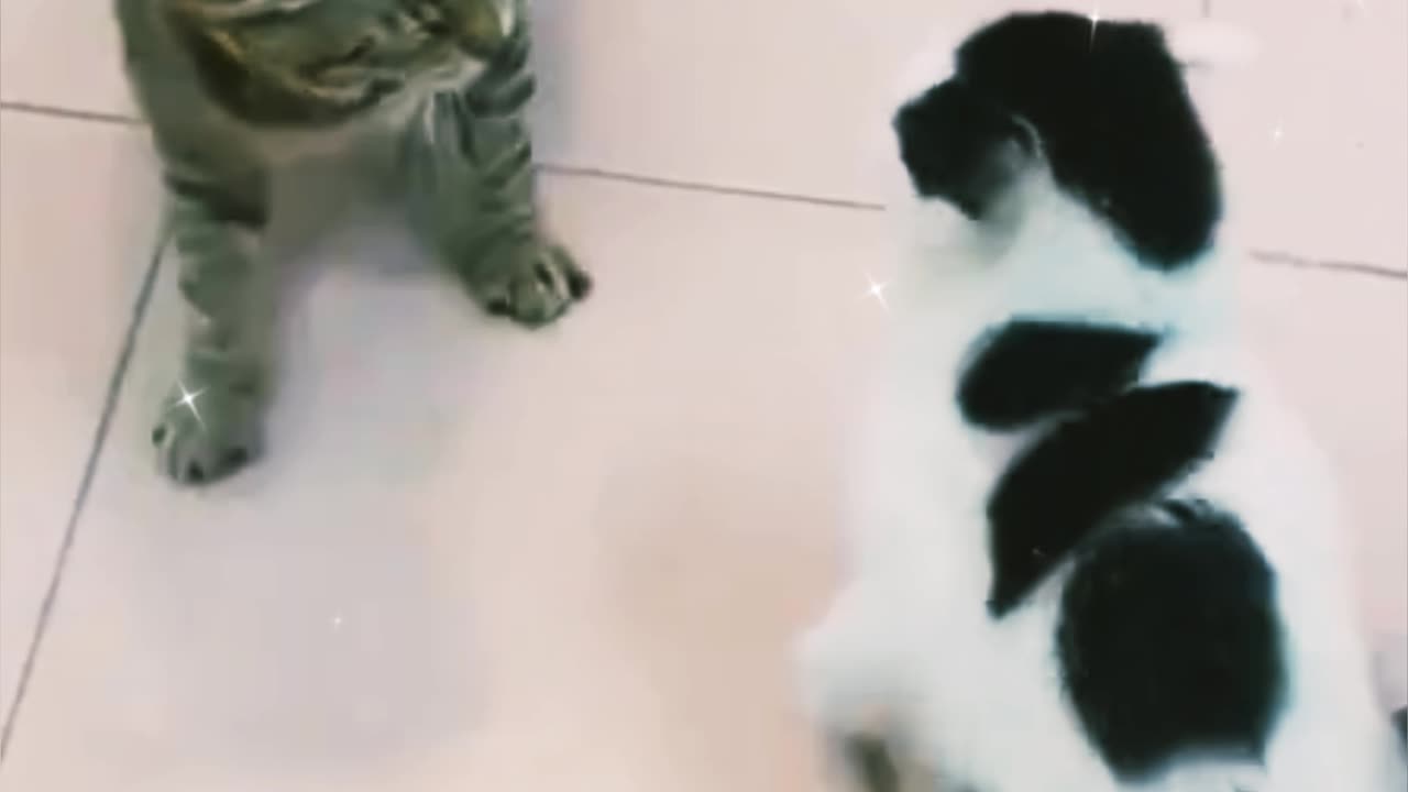 Funnyanimalvideo