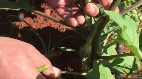 How to do the first pruning of field eggplant?