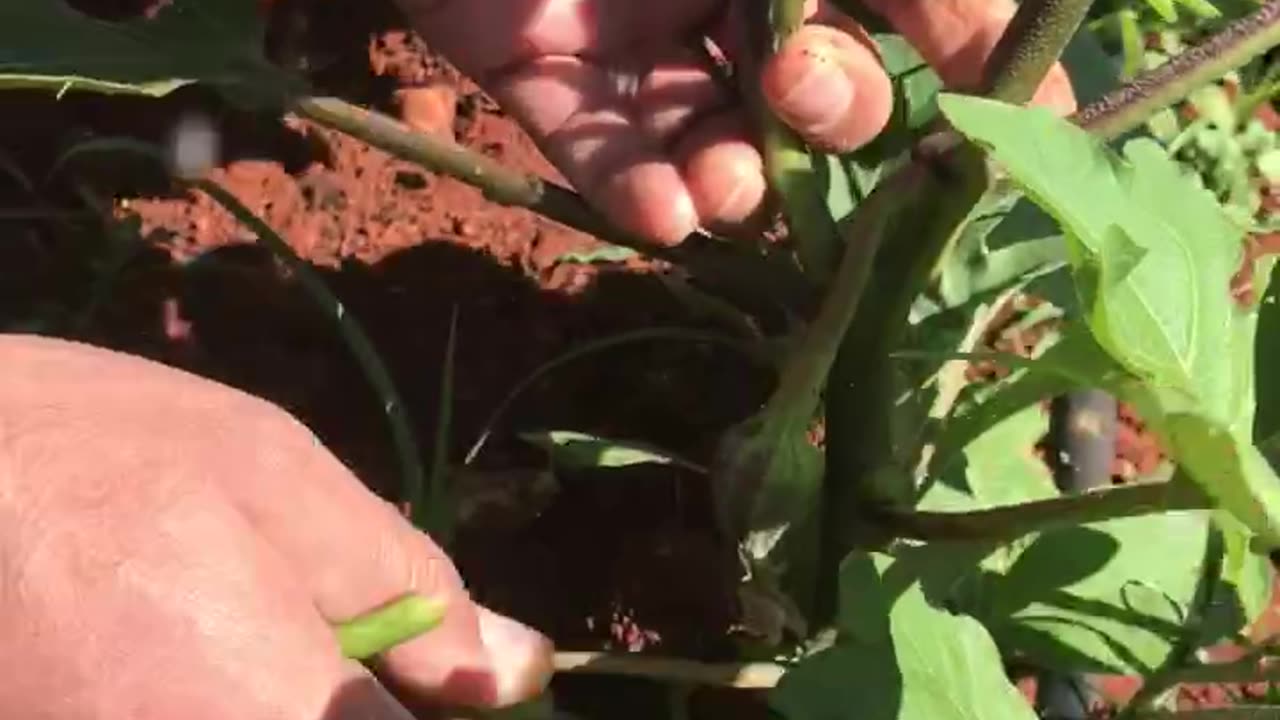 How to do the first pruning of field eggplant?