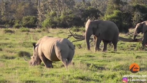 🧠✨ Watch An Elephant Outsmart A Rhino With A Stick! | FeedMyCuriosity
