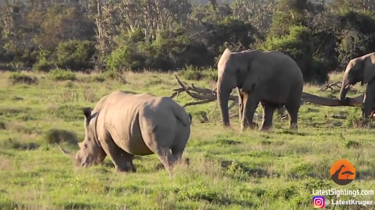 🧠✨ Watch An Elephant Outsmart A Rhino With A Stick! | FeedMyCuriosity