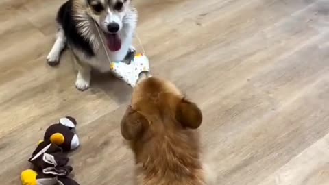 Funny Animals 2025: Funny Cats and Dogs Video Part 1