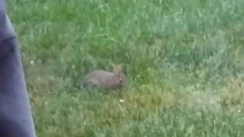 Cute little baby rabbit living in the back yard