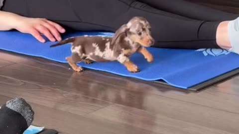 Ever Tried Yoga with Puppies? 🐶🧘‍♀️ You Should
