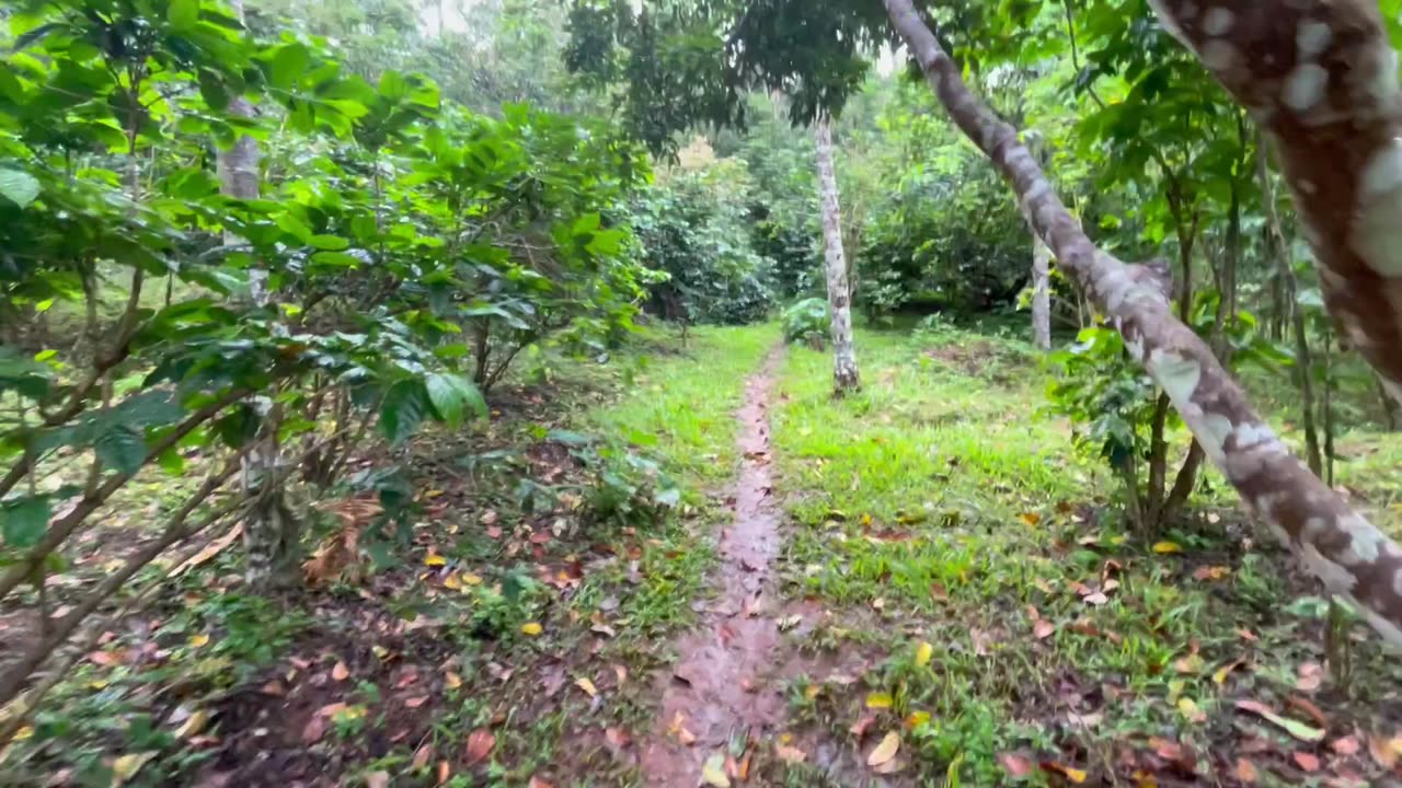Suan Lahu organic farm in Chiang Rai - Part 2