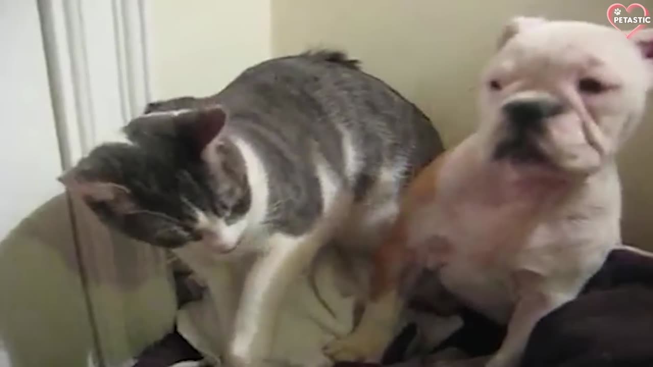 Cats vs Dogs Fighting - Funny Cats and Dogs Compilation || PETASTIC 🐾