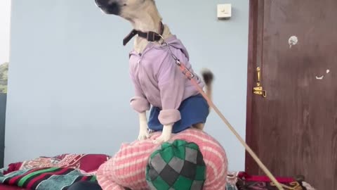 - Dog barks after climbing over the man