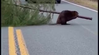 “I’ll bring home a real Christmas tree.”