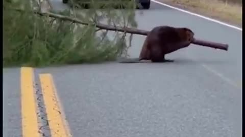 “I’ll bring home a real Christmas tree.”