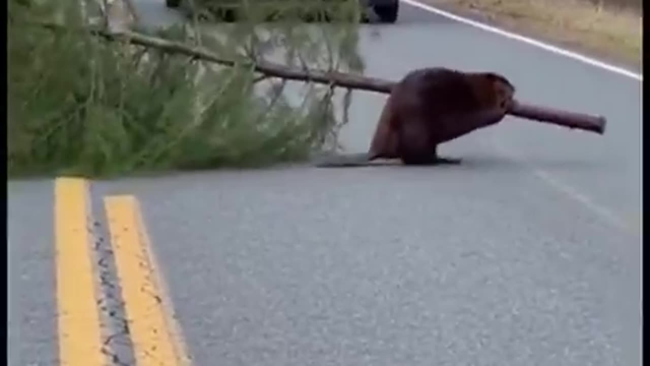 “I’ll bring home a real Christmas tree.”