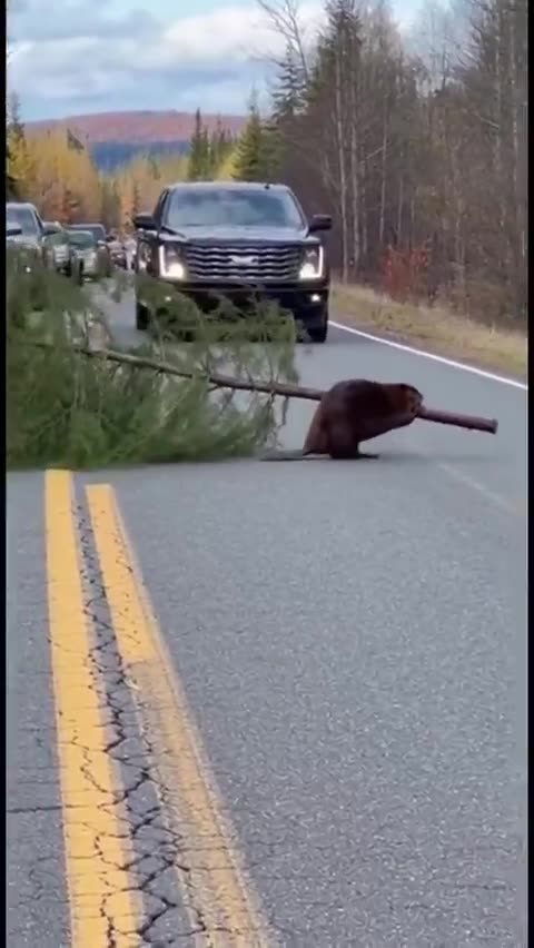 “I’ll bring home a real Christmas tree.”