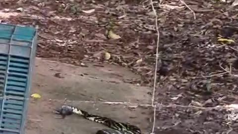 Snake Quickly Strikes Rodent In Rafters